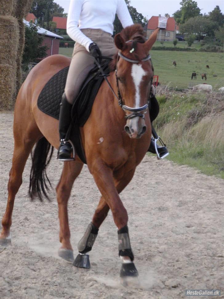 Anglo Araber (AA) R-Tex Pebbles Oscar - Schenkelvigning <3 foto: Signe R billede 7