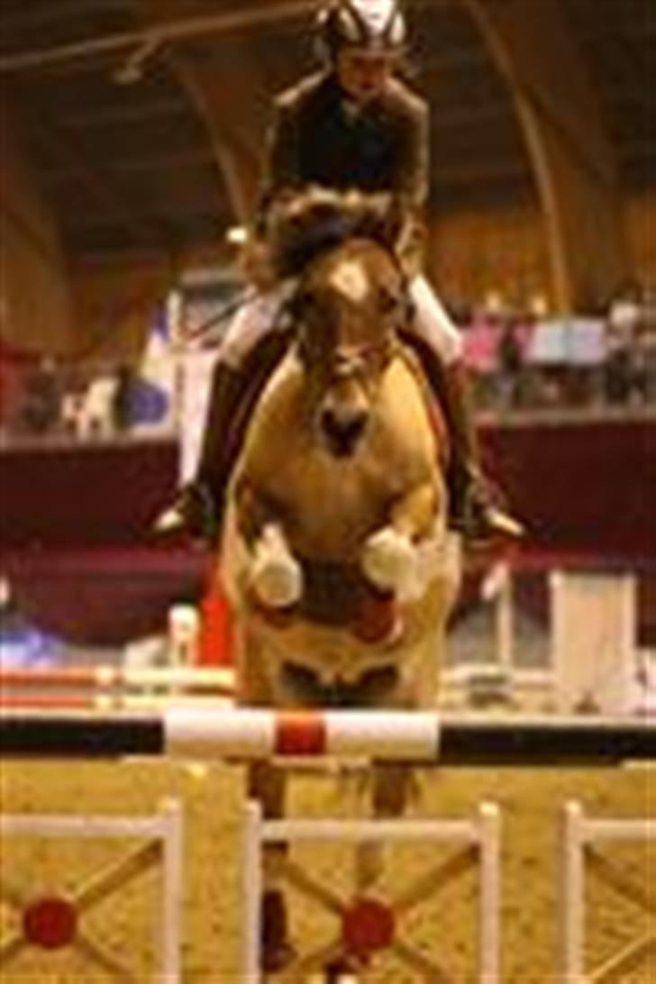 Pinto rishøjes asa  (solgt) - asa og jeg da vi var til danish chrismas show billede 1