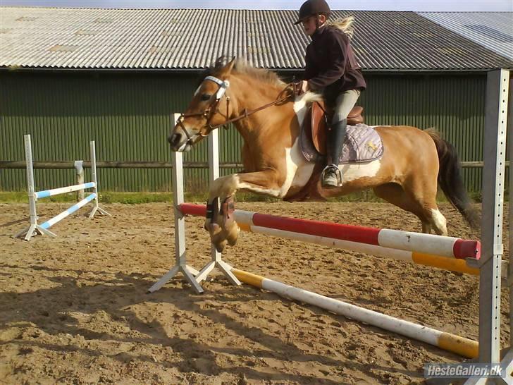 Pinto rishøjes asa  (solgt) - noget tid siden. men her springer vi på udendørs banen i sommers billede 2