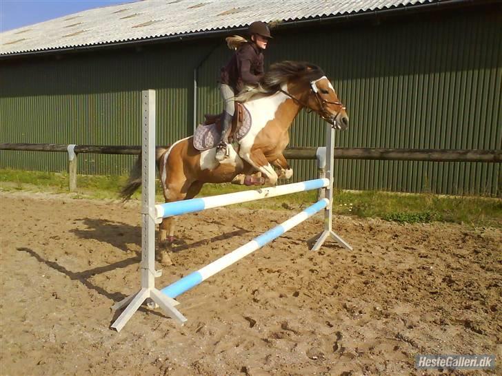Pinto rishøjes asa  (solgt) - igen på banen billede 3
