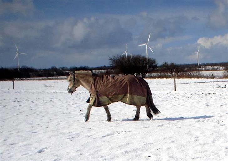 Fjordhest Trinity billede 9