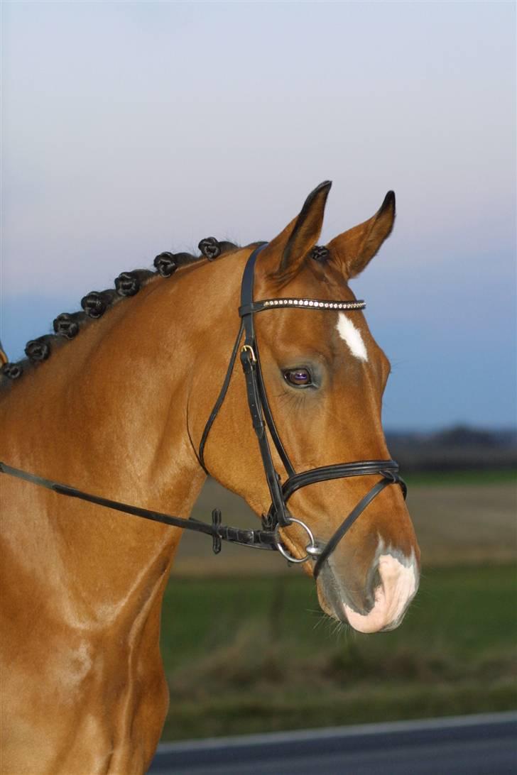 Anden særlig race Rebel R (Aflivet)  - Der er en masse flere hovede billeder i et album :D billede 1