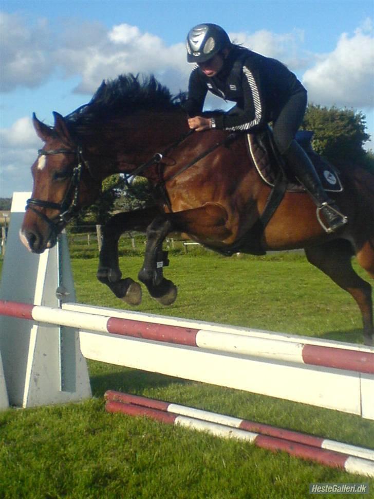 Anden særlig race Rebel R (Aflivet)  billede 4