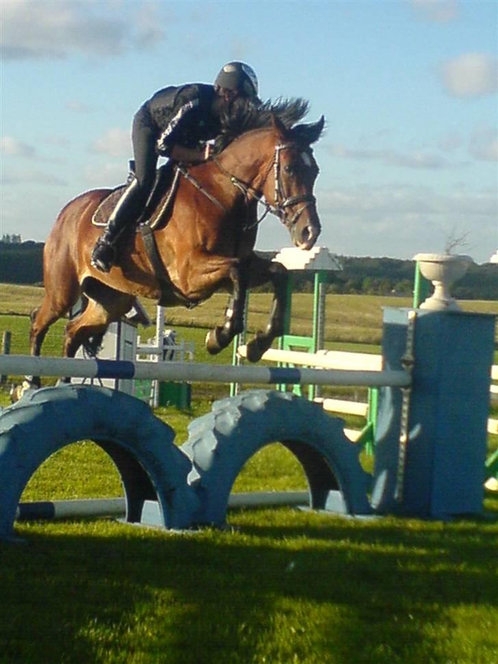 Anden særlig race Rebel R (Aflivet)  billede 5