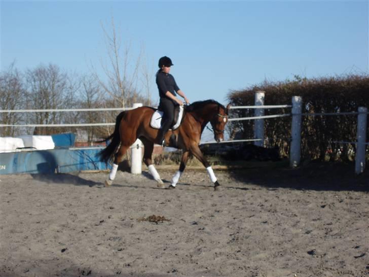 Anden særlig race Rebel R (Aflivet)  billede 6