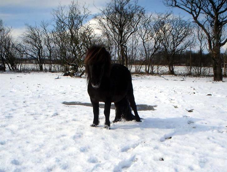 Shetlænder Balder RIP billede 10