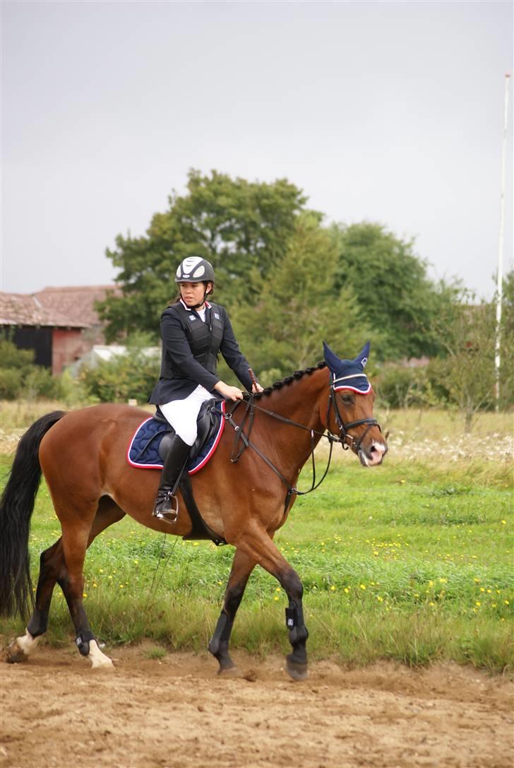 Anden særlig race Rebel R (Aflivet)  billede 7