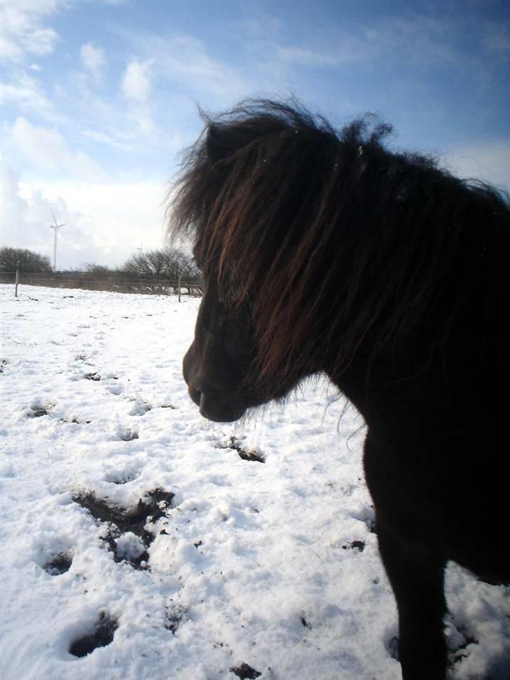 Shetlænder Balder RIP billede 11