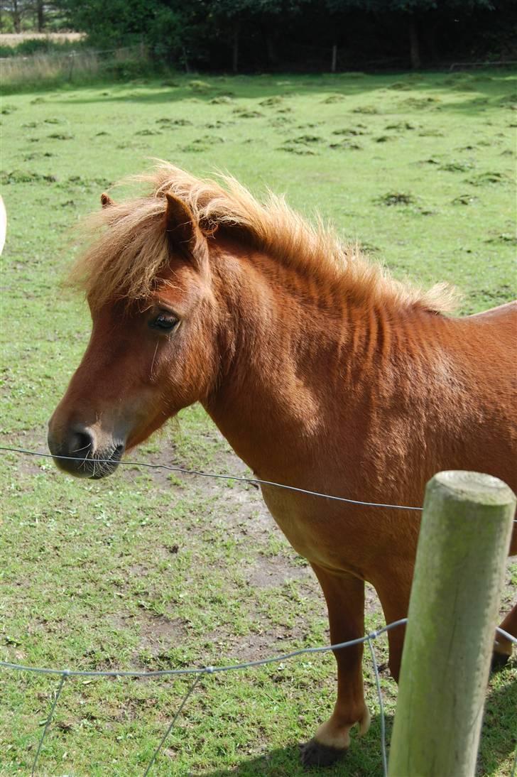 Anden særlig race S Flying Ferrari SOLGT <3 billede 7