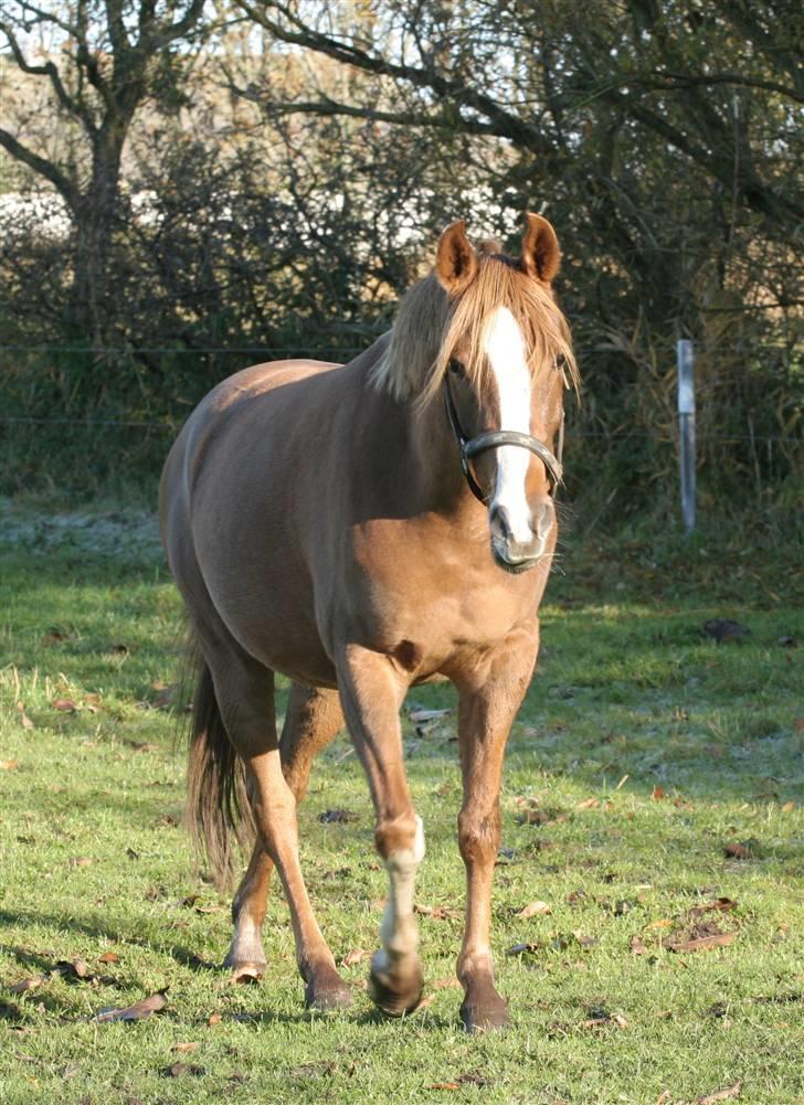 Arabisk fuldblod (OX) A/g's jet'aime ox - Jet´aime, 02.11.08 billede 14