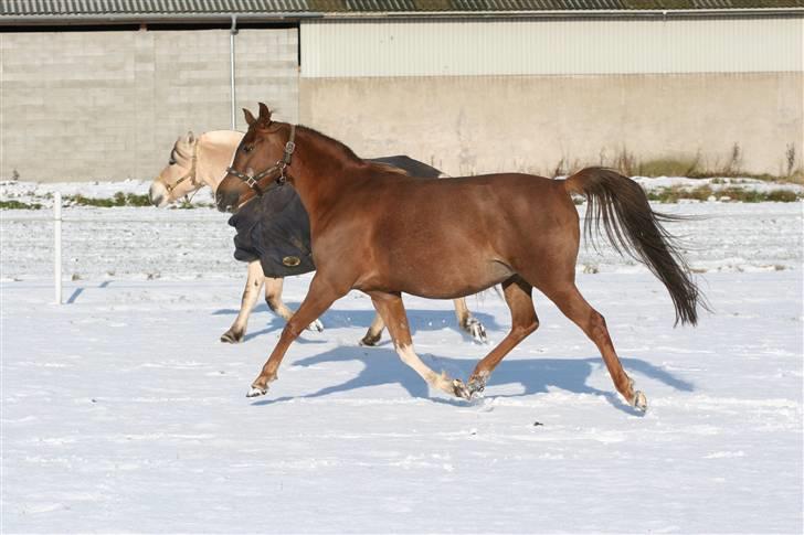 Arabisk fuldblod (OX) A/g's jet'aime ox - Jet´aime, 09.02.09. så er der kun 1 måned til hun skal fole billede 15