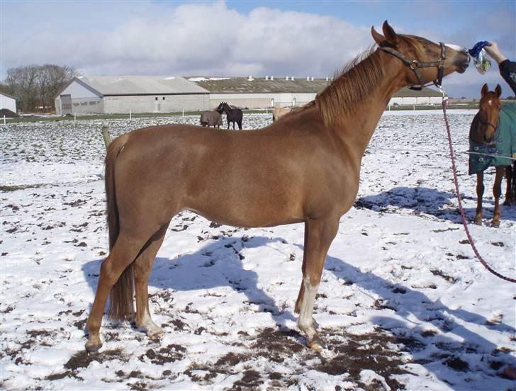 Arabisk fuldblod (OX) A/g's jet'aime ox - Jet´aime, 24.03.08 billede 16