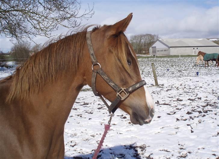 Arabisk fuldblod (OX) A/g's jet'aime ox - Jet´aime, 24.03.08 billede 17