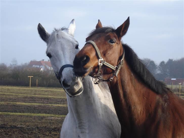 Anden særlig race | Lady <33  Gl. halvpart - 25-1/09 - En ellers så sippet Lady som var hingstegal :D billede 5