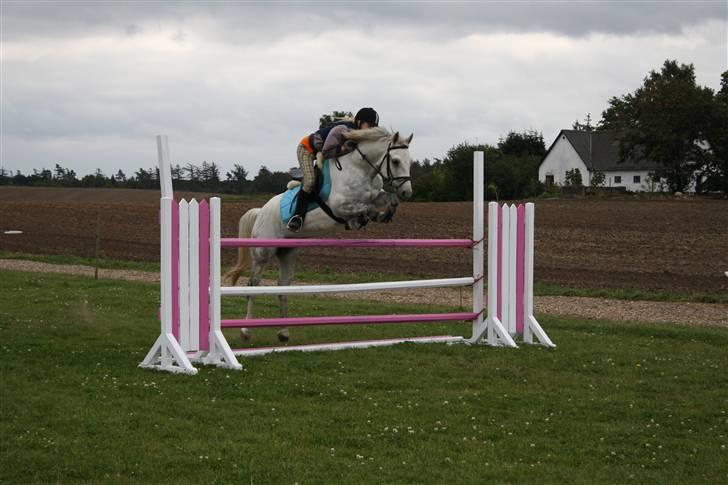 Anden særlig race | Filur - Til træning på hjemmebane. billede 3