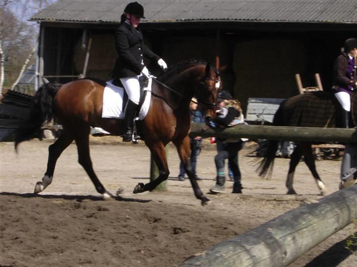 Dansk Varmblod Fairy tale SOLGT :( - kig ikke på mig men fairy tale <33 billede 12