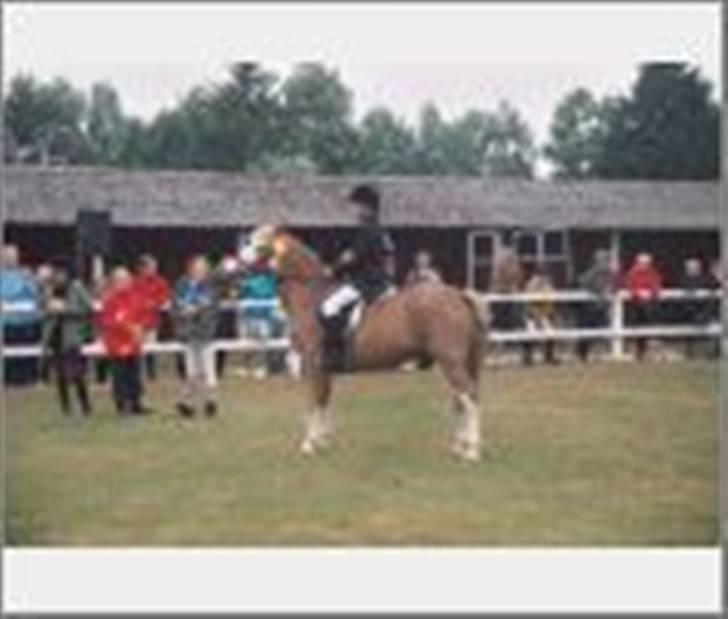 Anden særlig race Bacardi *tidl. hest - Dyrskuet 2007  billede 7