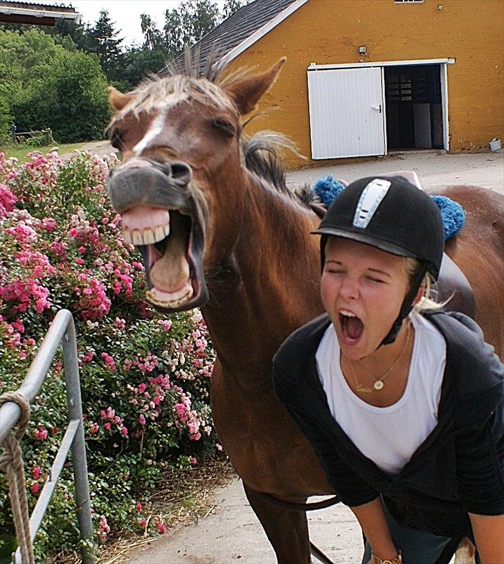 Welsh Cob (sec D) Bogensø´s Queen  - <3333 Ihj jeg elsker dig!...<3  billede 8