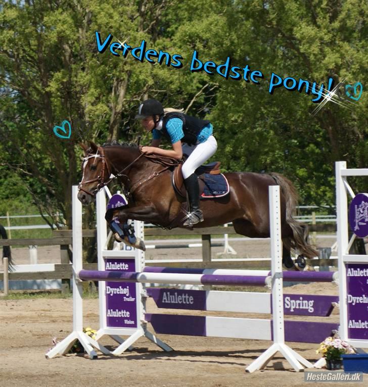 Welsh Cob (sec D) Bogensø´s Queen  - La Klub cup 09..< 3 billede 9