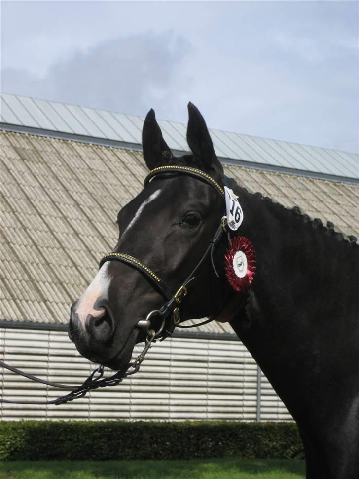 DSP Pandora - Pandora, Eliteskuet 2008 billede 12