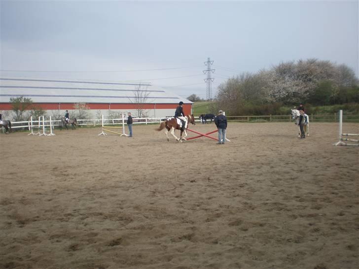 Anden særlig race Samson - Opvarming. Til ØresundsCup 2007. billede 16