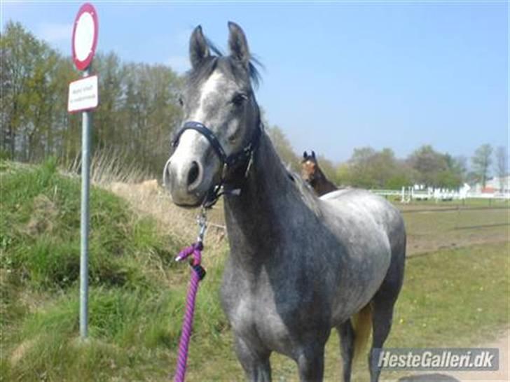 Anglo Araber (AA) Llittel light - Min hest ser noget... billede 8