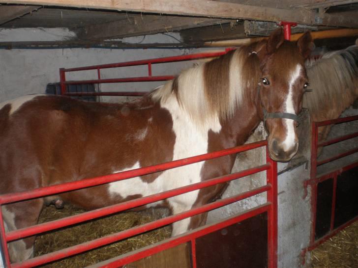 Anden særlig race Samson - Samson i Boksen. XD billede 17