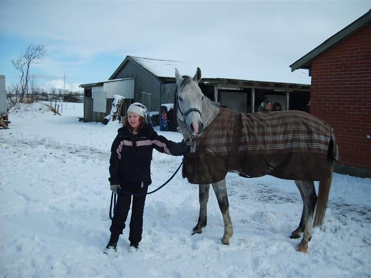 Arabisk fuldblod (OX) zhazir Ibn malik (solgt) billede 5