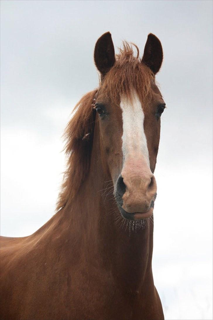 Sportsaraber (A) Sandy billede 3