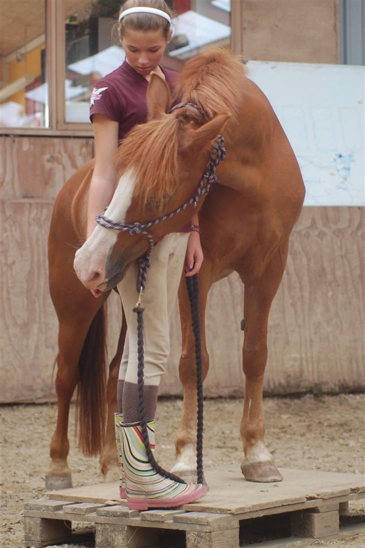 Sportsaraber (A) Sandy - Træning billede 4