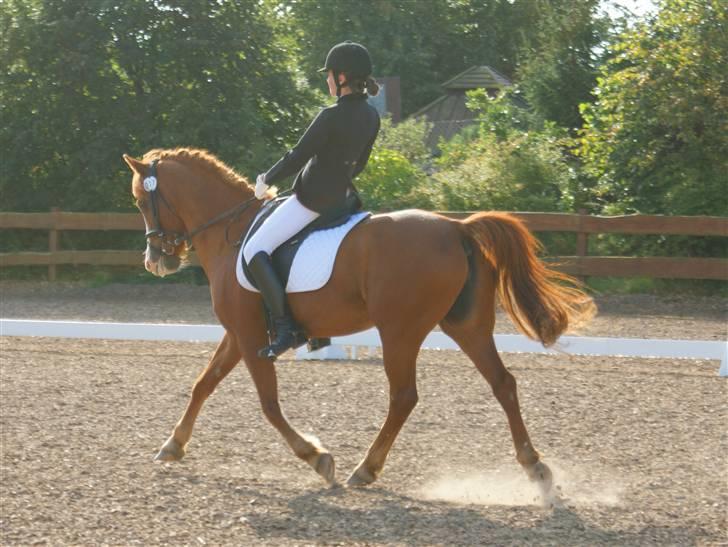 Sportsaraber (A) Sandy - Hyor billede 5