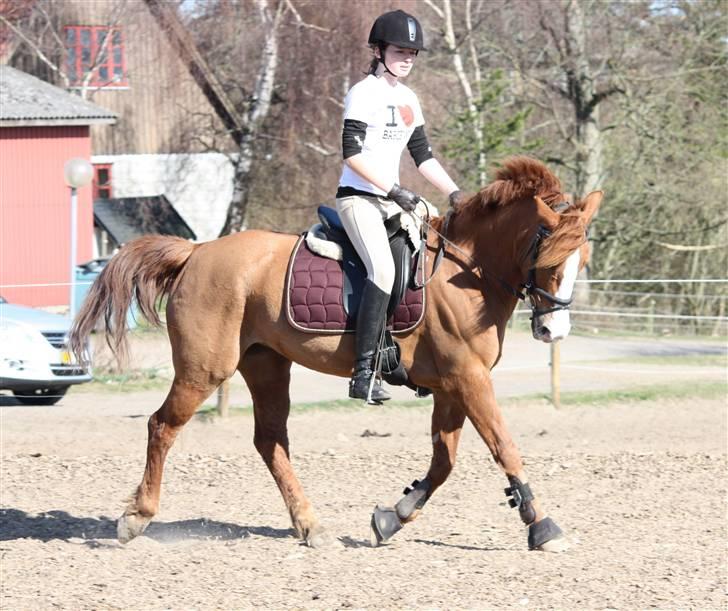 Sportsaraber (A) Sandy - dressurtræning april 2010 billede 6