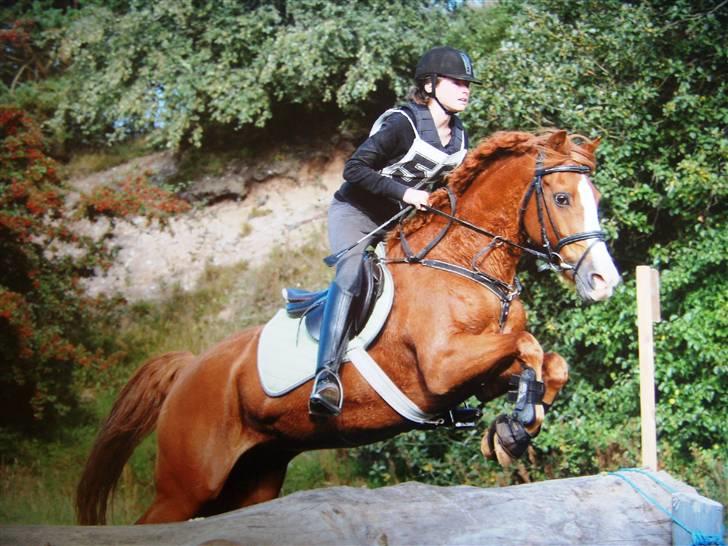 Sportsaraber (A) Sandy - min military poniie! d;  billede 8