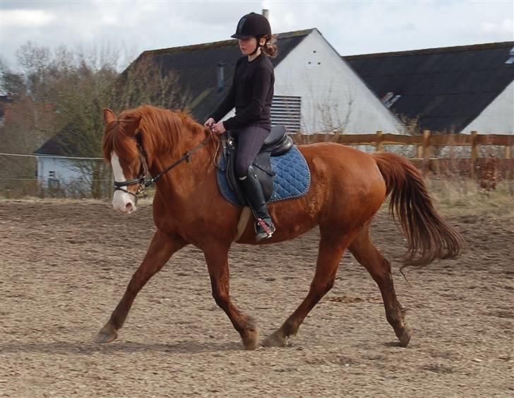 Sportsaraber (A) Sandy - Spring trænning billede 10