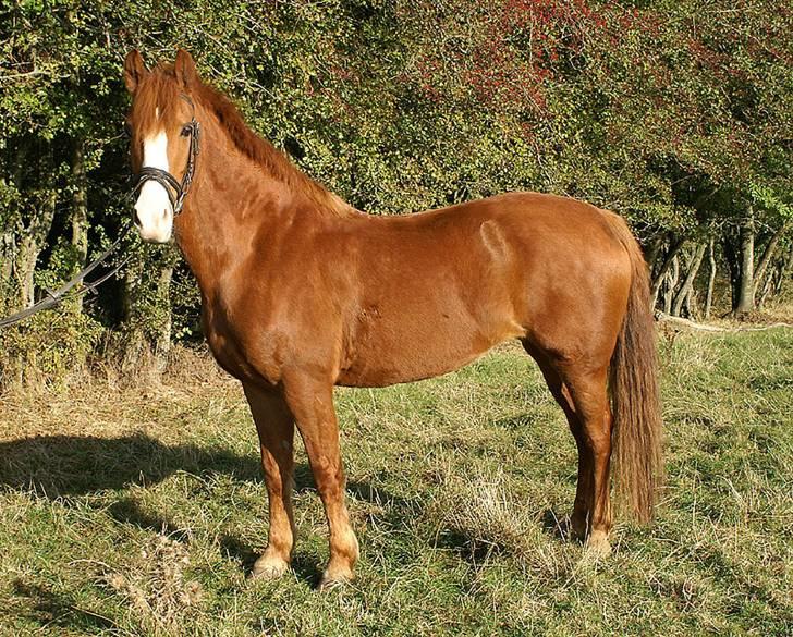 Sportsaraber (A) Sandy - Opstillings billed billede 11