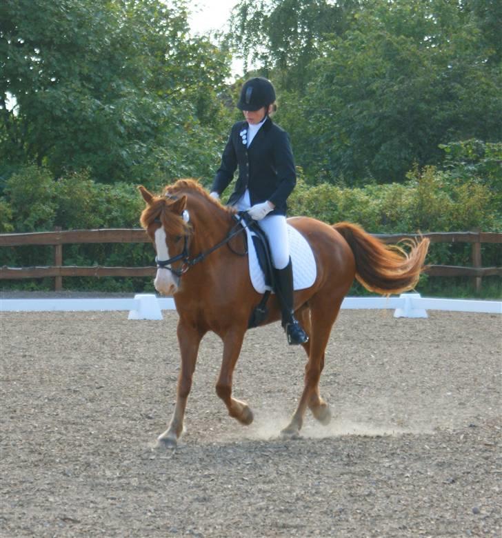 Sportsaraber (A) Sandy - Stævne i HYOR LB1 eller 2 d;  billede 12
