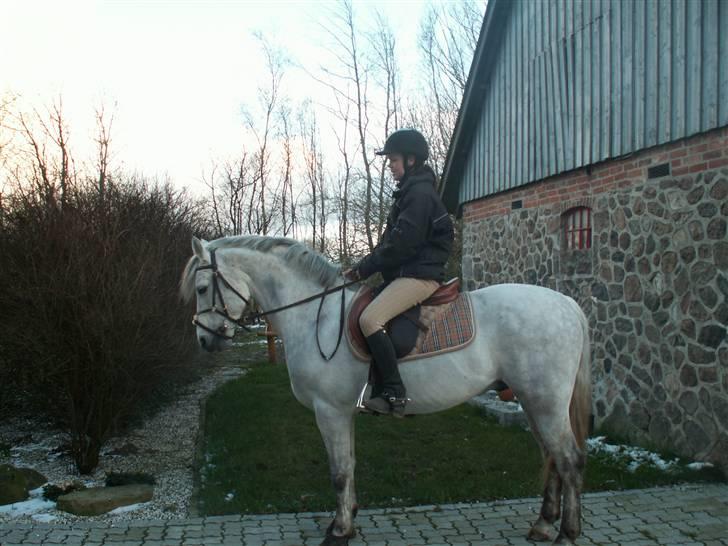 Connemara Cantali (SOLGT) - hader at få taget billeder nogengange :p men han ser jo fin ud :) billede 15