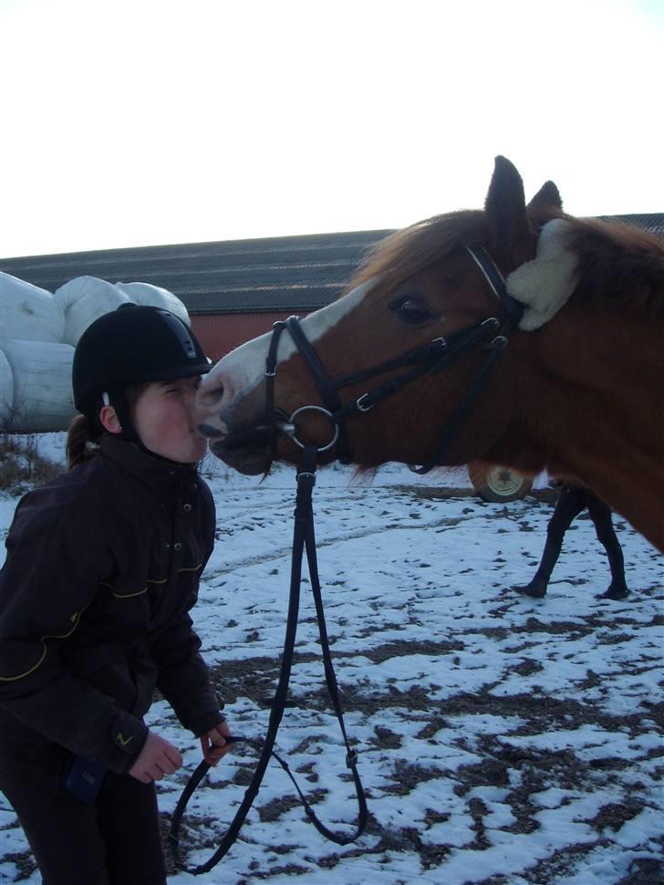 Sportsaraber (A) Sandy billede 13