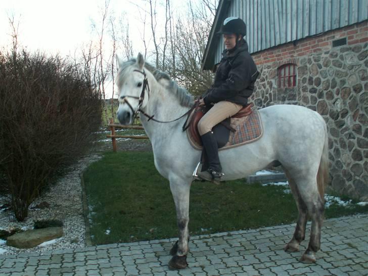 Connemara Cantali (SOLGT) - dejlige :) billede 16