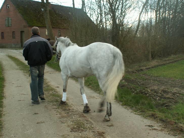 Connemara Cantali (SOLGT) billede 17