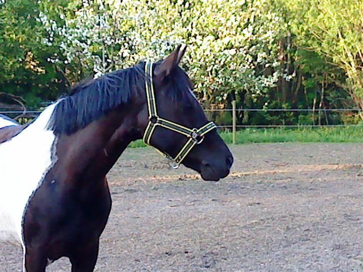 Pinto Quick Step R.i.P - 12# marken foto: henriette billede 12