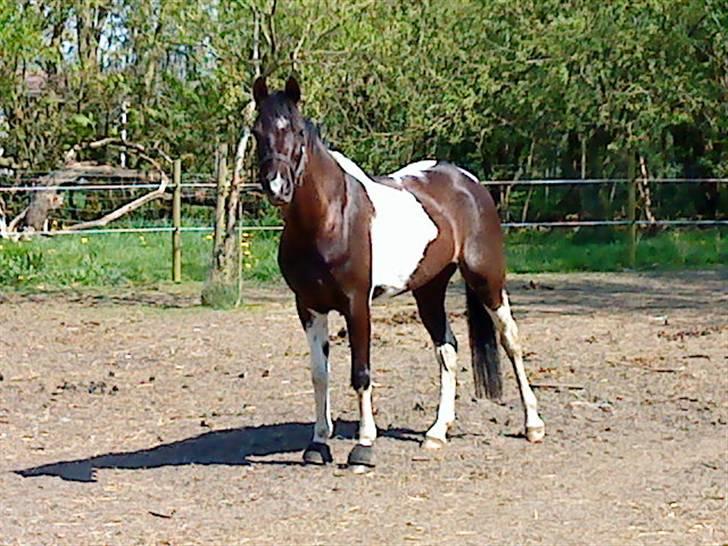 Pinto Quick Step R.i.P - 15# marken foto: henriette billede 15