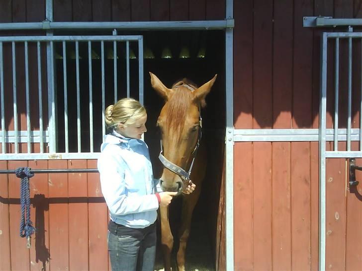 Dansk Varmblod Valløs Nikita- tidl. hest - Hos Fakse dyrehospital billede 14