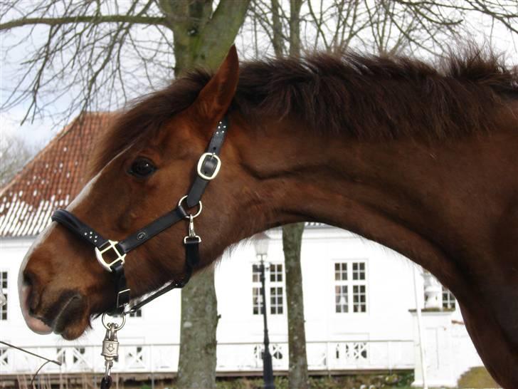 Hollandsk Sportspony Joker billede 16