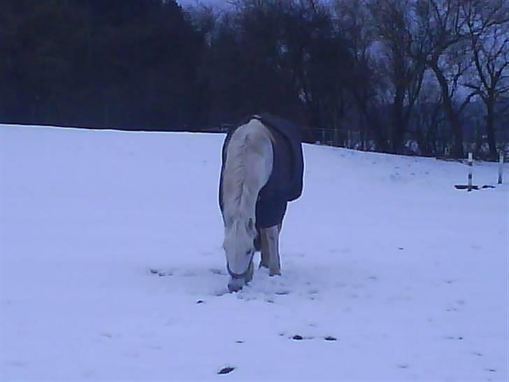 Anden særlig race Patrissia <3 :D   - uhhaa, det er koldtdet sne !! haah<3 trisse søde trisse billede 16