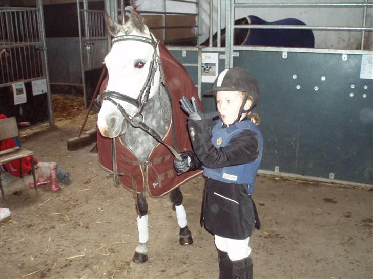 Welsh Pony af Cob-type (sec C) Springsteen - Lige inden jeg skal hen i ridehuset og ride stævne billede 3