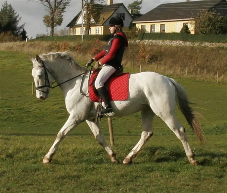 Knabstrupper Flying Alcatraz *solgt* - Træning den 25-10-08 foto: min søs billede 17
