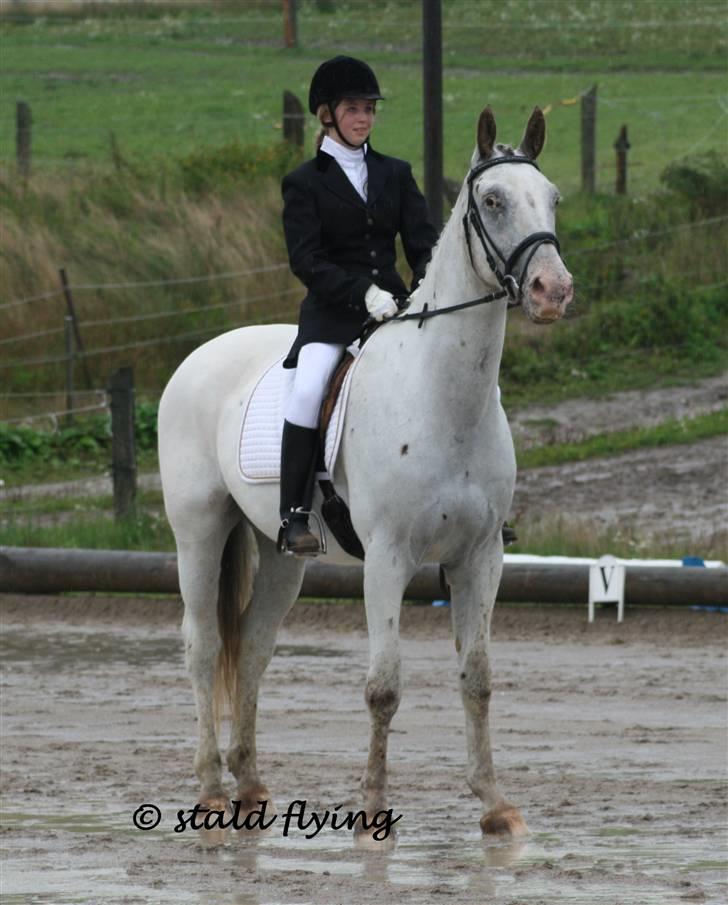 Knabstrupper Flying Alcatraz *solgt* - Første stævne 23-08-08 foto: stald flying  billede 19