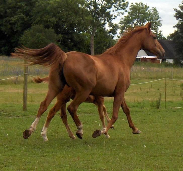 Fuldblod (XX) Mamaia (solgt) - Mamaia til salg billede 1