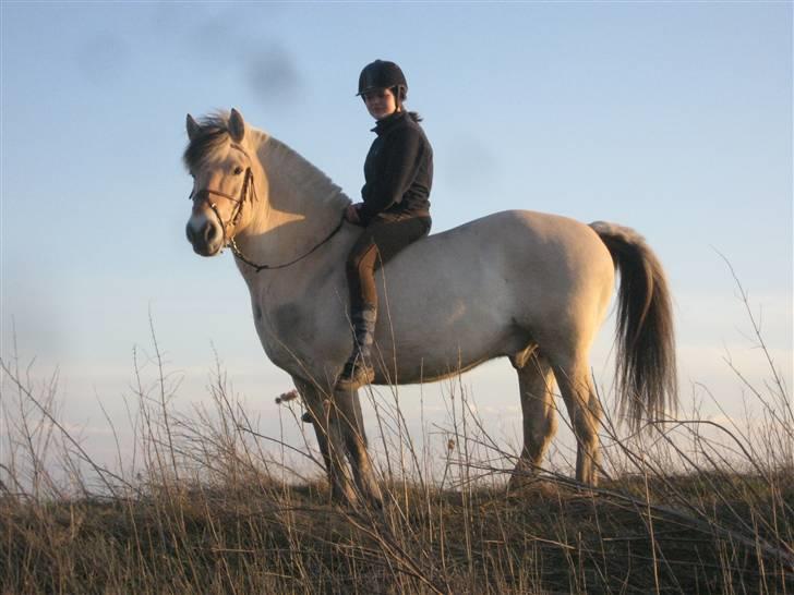 Fjordhest Viktor  - DEJLIGT!! billede 4